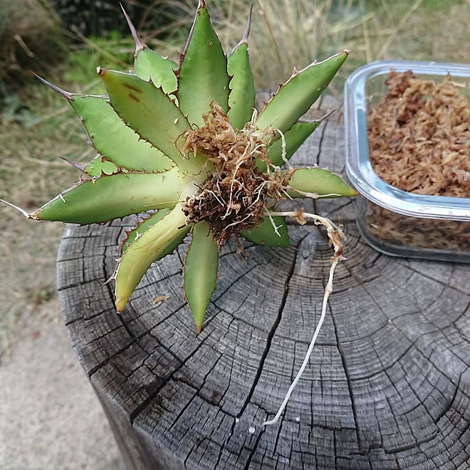 植物のある暮らし/水苔発根管理/アガベ/アガベホリダ/3Dプリンター鉢...などのインテリア実例 - 2023-08-21 20:14:09 | RoomClip(ルームクリップ)