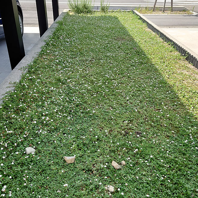 玄関 入り口 グランドカバー ガーデニング初心者 クラピアk5 クラピアの成長記録 などのインテリア実例 21 07 21 09 56 42 Roomclip ルームクリップ