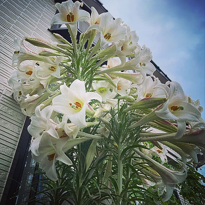 花のある暮らし/実家も花のある暮らし/ゆりの花/百合の花/ユリの花...などのインテリア実例 - 2021-08-13 10:10:27