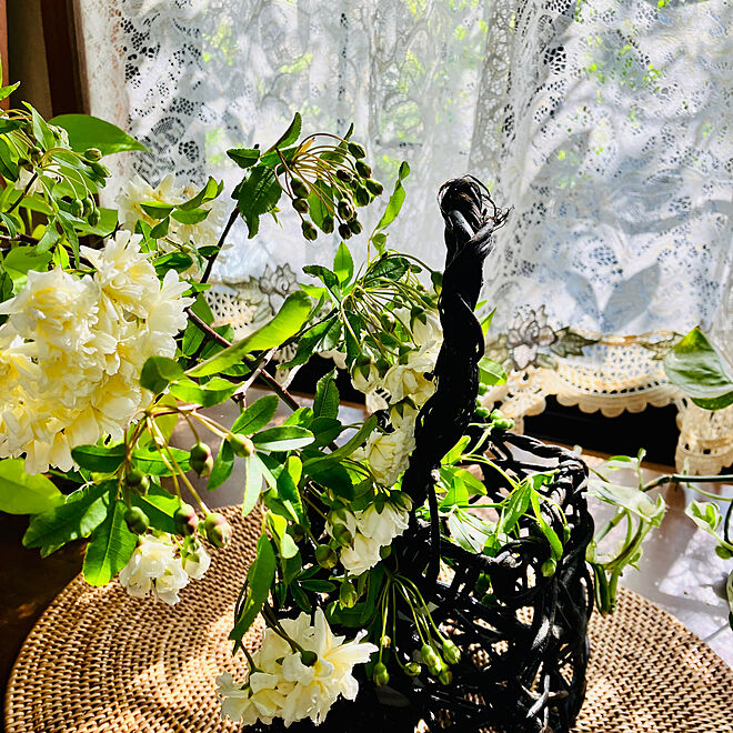 咲き始めました♪/モッコウバラ白/お庭の花/春の窓辺/花のある暮らし...などのインテリア実例 - 2023-04-09 09:27:29