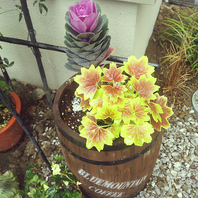 モミジバゼラニウム 寄せ植え 玄関 入り口 葉ボタンのインテリア実例 17 11 18 13 59 22 Roomclip ルームクリップ モミジバゼラニウム 寄せ植え 玄関 入り口 葉ボタンのインテリア実例 17 11 18 13 59 22 Roomclip ルームクリップ