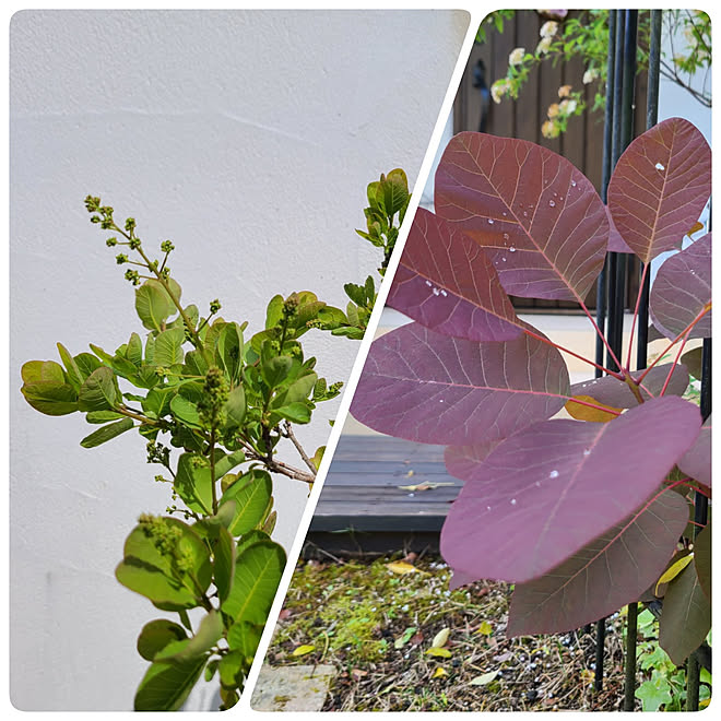 玄関/入り口/スモークツリー/植物のある暮らし/庭/RCの出会いに感謝♡...などのインテリア実例 - 2021-04-30 19:05:16