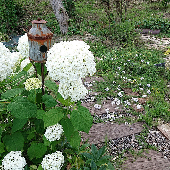 アナベル/てづくりの庭/庭/植物のある暮らし/お花のある暮らし...などのインテリア実例 - 2021-06-21 17:02:03