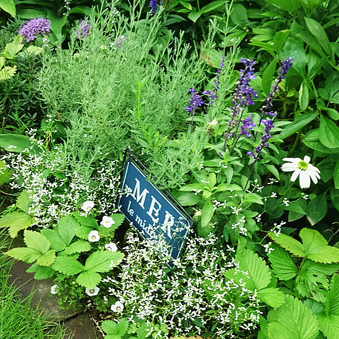 いいね！ありがとうございます♪/芝生/グリーンが好き/手作りの庭/白い花が好き...などのインテリア実例 - 2019-07-10 07:58:46