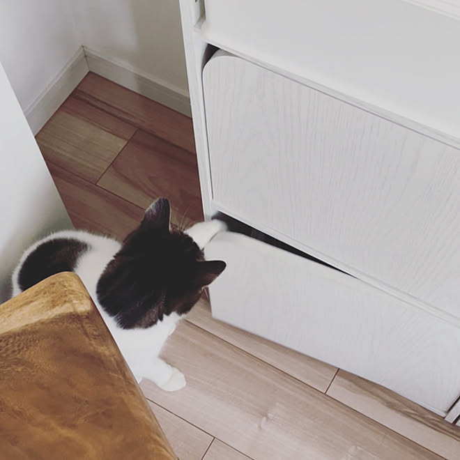ニトリ カラーボックス 保護猫 マンション暮らし 猫と暮らすインテリア などのインテリア実例 22 03 26 22 41 26 Roomclip ルームクリップ