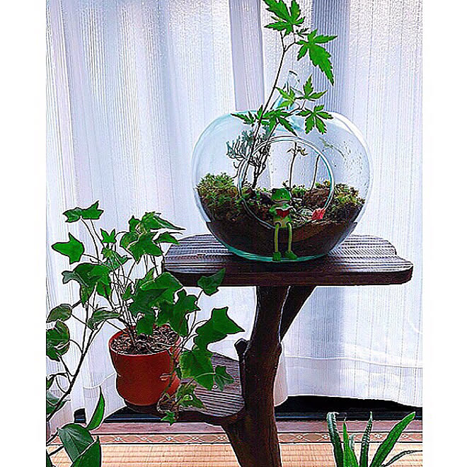 植木鉢スタンドもDIY/リンゴ型ガラス容器が可愛い♥/物作りって楽しい♪/庭の苔やもみじを使って作りました✨/テラリウム...などのインテリア実例 - 2020-03-01 08:04:35