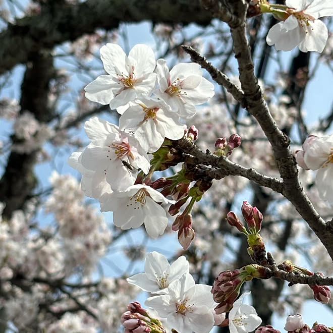 ベッド周り/桜/癒し/お花のある暮らし/RCの出会いに感謝しています♡...などのインテリア実例 - 2024-04-09 11:48:08