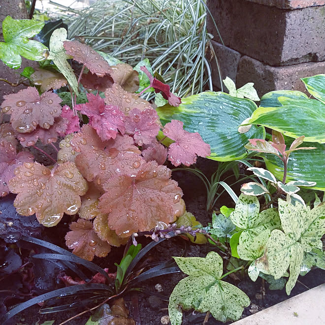 玄関 入り口 庭 宿根草の庭 カラーリーフ好きのインテリア実例 05 21 14 05 16 Roomclip ルームクリップ