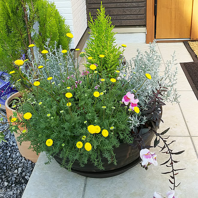 玄関 入り口 コニファー寄せ植え ガーデニング初心者 カインズホーム はじめての寄せ植え などのインテリア実例 18 05 06 23 30 44 Roomclip ルームクリップ