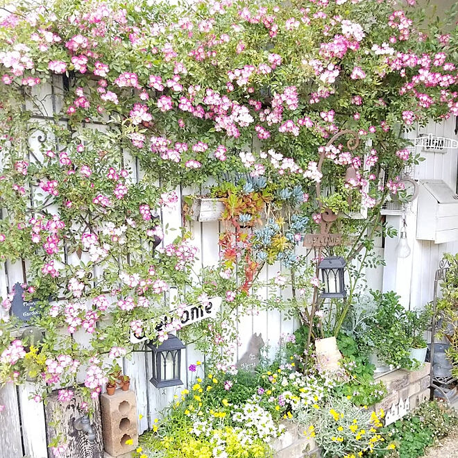玄関/入り口/花のある暮らし/ツルバラ/薔薇/花壇...などのインテリア実例 - 2019-05-23 15:21:59