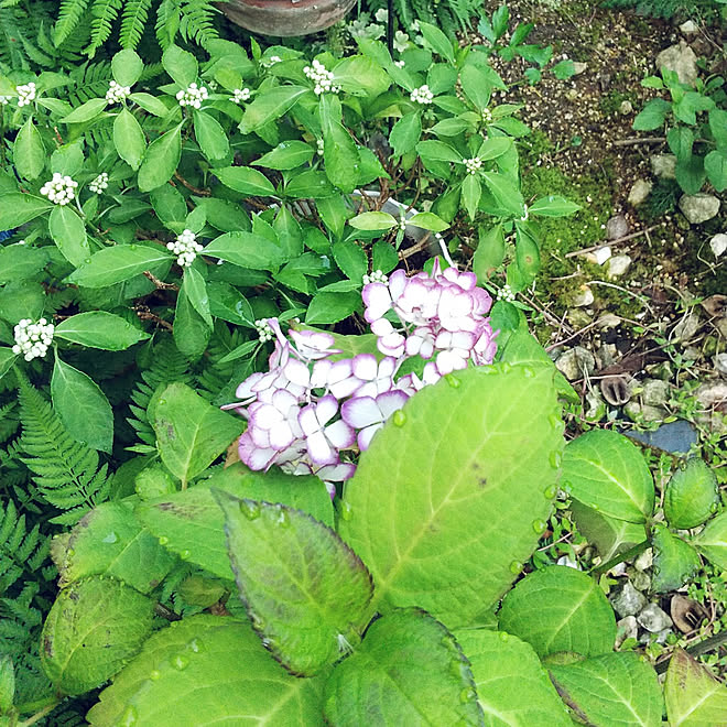 部屋全体/紫陽花/古道具のある暮らし/好きな物に囲まれて暮らしたい♡/狭小住宅...などのインテリア実例 - 2021-06-22 05:44:21