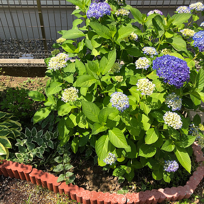 紫陽花 庭 庭の花 玄関 入り口のインテリア実例 05 30 10 32 58 Roomclip ルームクリップ