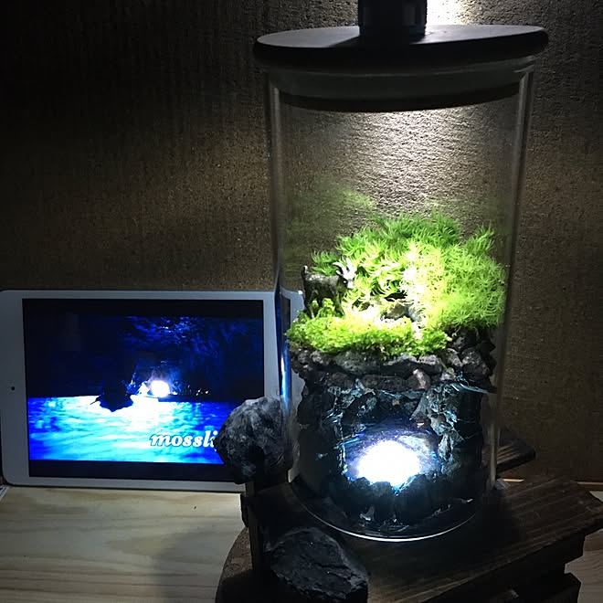 mosslightさんの部屋