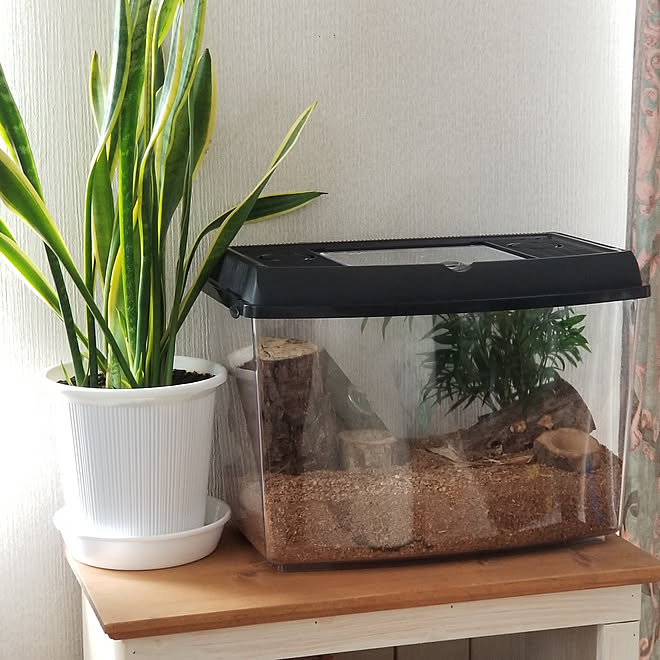 植物 昆虫その他 ガラス棚