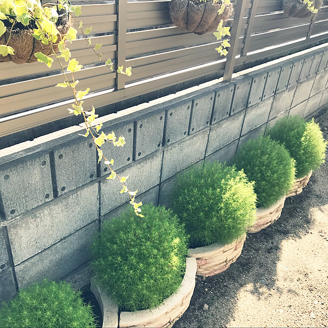 Diy 庭 コキア 観葉植物 庭 ガーデニング などのインテリア実例 09 05 14 23 32 Roomclip ルームクリップ Diy 庭 コキア 観葉植物 庭 ガーデニング などのインテリア実例 09 05 14 23 32 Roomclip ルームクリップ