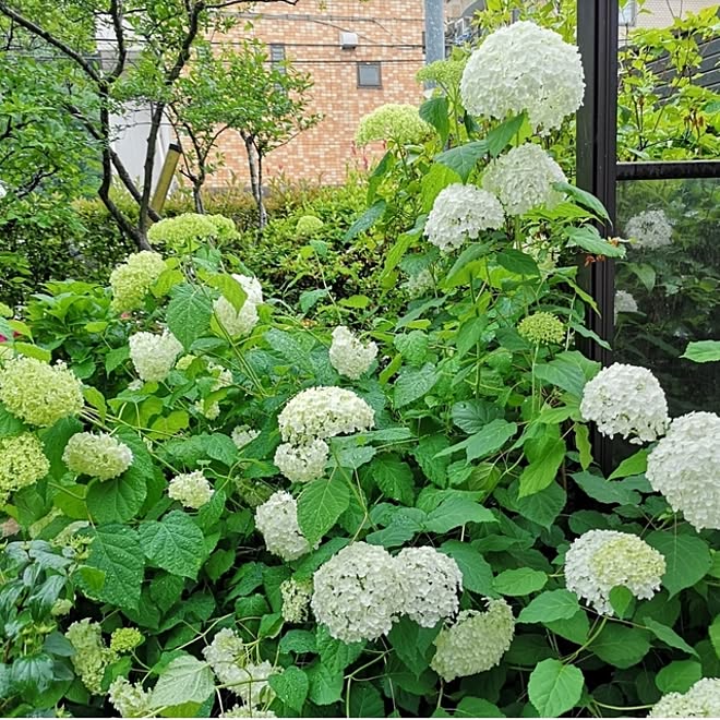 机/梅雨の楽しみ方/庭/紫陽花/アナベル...などのインテリア実例 - 2023-06-12 17:48:39 ｜ RoomClip（ルームクリップ）