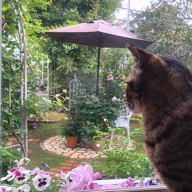 薔薇が好き パラソルで雨よけ 窓から見える庭 猫と庭 壁 天井 などのインテリア実例 22 05 12 19 14 09 Roomclip ルームクリップ