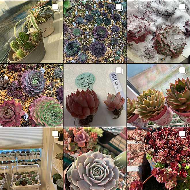 植物大好き/Instagram/植物のある暮らし/植物/室内管理...などのインテリア実例 - 2022-02-01 21:06:43