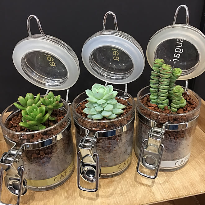 植え替え アクリルのキャニスター 多肉植物水耕栽培 Lixil 室内ドア などのインテリア実例 02 24 18 06 26 Roomclip ルームクリップ