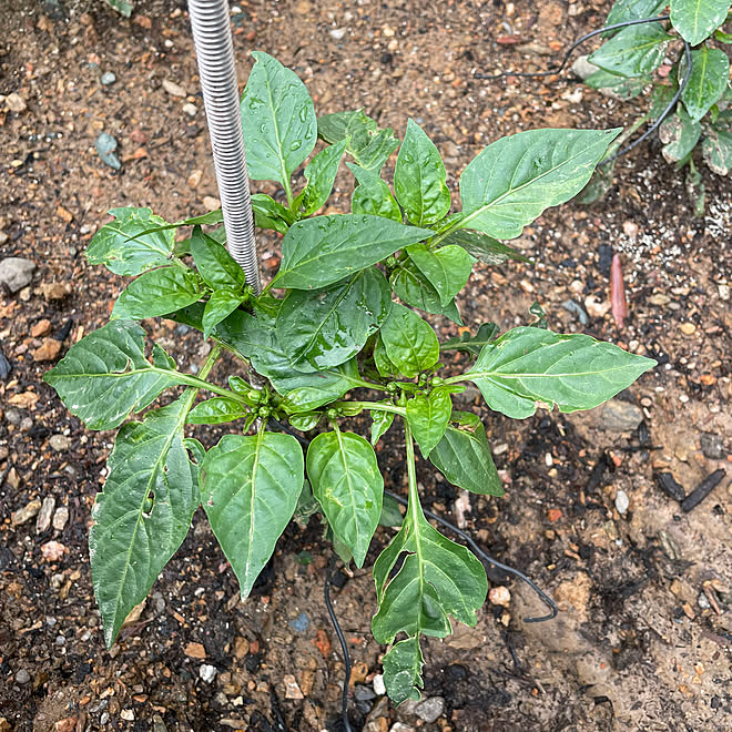 救世主/いろいろな植物つよし/アースガーデン/害虫対策/植物のある暮らし...などのインテリア実例 - 2023-05-31 13:39:58