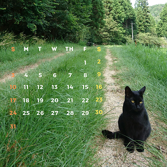 散歩/黒猫/休憩タイム/まったり時間/愛着...などのインテリア実例 - 2021-10-02 03:28:04