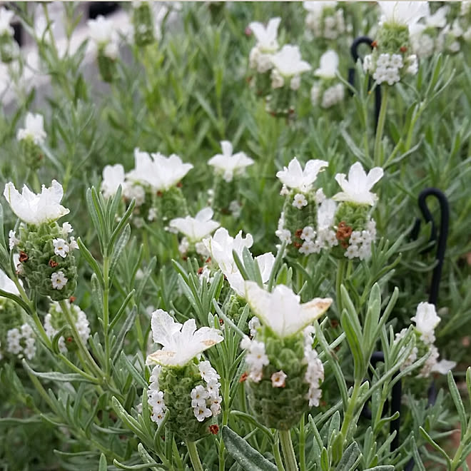 フレンチラベンダー 白 玄関 入り口 ラベンダー ナチュラルガーデン 花のある暮らし などのインテリア実例 18 05 27 33 23 Roomclip ルームクリップ