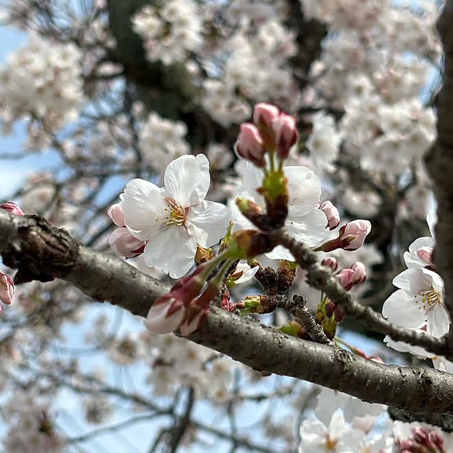 ベッド周り/桜/癒し/お花のある暮らし/RCの出会いに感謝しています♡...などのインテリア実例 - 2024-04-09 11:48:08