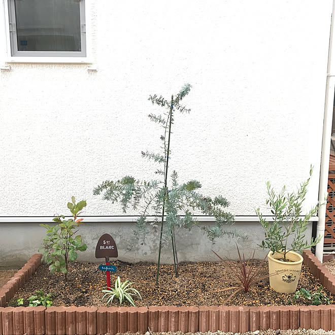 手作りの庭 北欧ナチュラル 植物のある暮らし 花壇 ガーデニング初心者 などのインテリア実例 19 09 16 23 22 Roomclip ルームクリップ 手作りの庭 北欧ナチュラル 植物のある暮らし 花壇 ガーデニング初心者 などのインテリア実例 19 09 16 23 22 Roomclip ルームクリップ