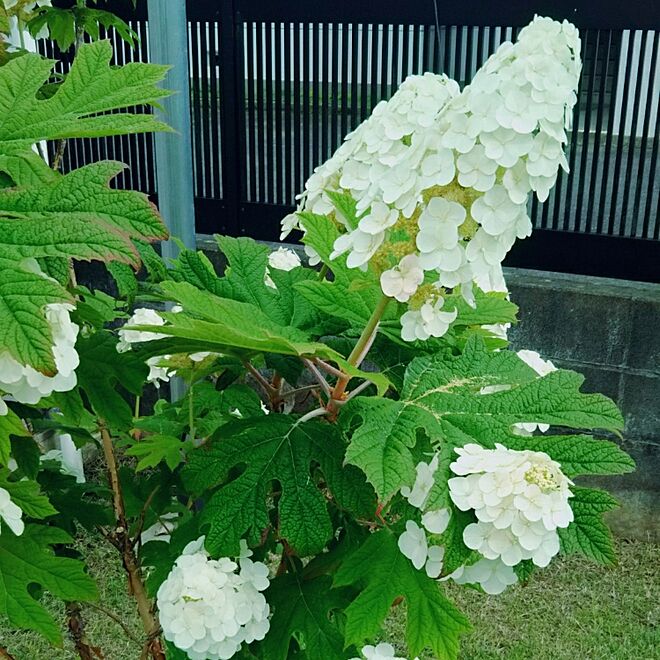 玄関/入り口/紫陽花のインテリア実例 - 2017-06-19 11:42:20