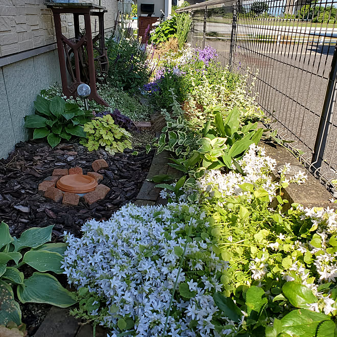 バス トイレ レンガの小道 小さな庭 北側の庭 カンパニュラアルペンホワイト などのインテリア実例 05 29 08 14 09 Roomclip ルームクリップ