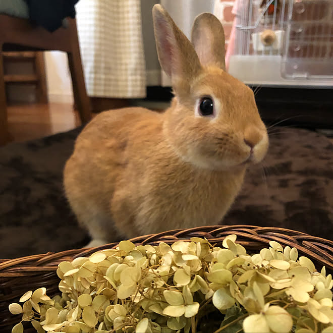 pikarunさんの部屋