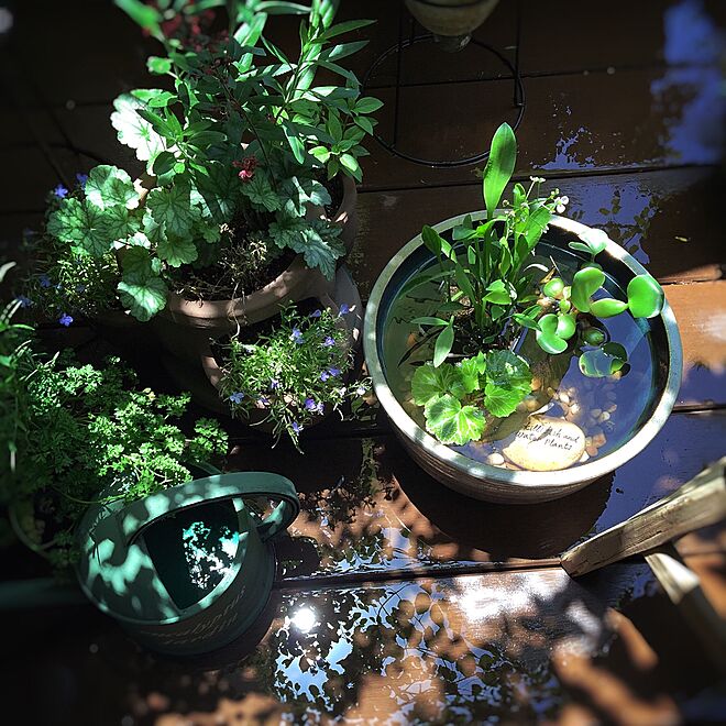 棚/植物/睡蓮鉢/植物のある暮らし/❤️をありがとう´◡`✳︎...などのインテリア実例 - 2016-05-31 13:16:31