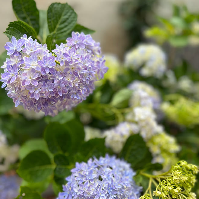 お庭記録/お庭のお花/お庭のある家/万華鏡 紫陽花/紫陽花...などのインテリア実例 - 2023-06-06 12:11:58