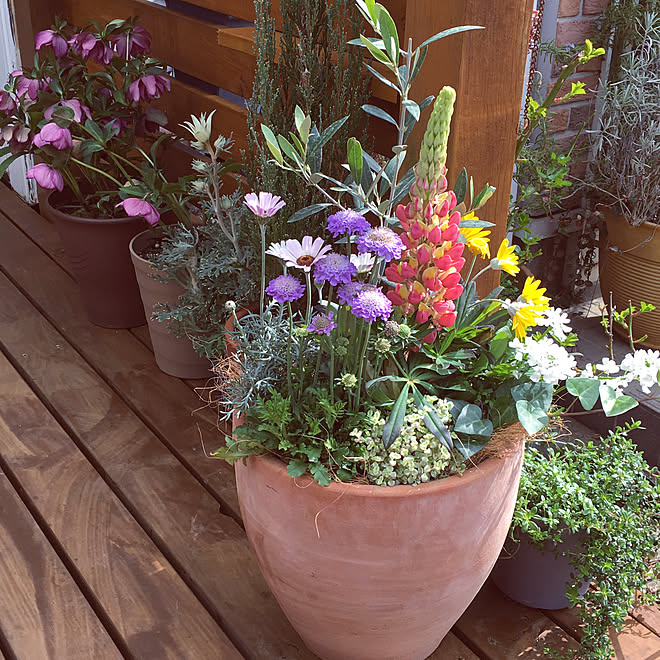 玄関 入り口 暮らしの一コマ カインズホーム園芸館 寄せ植え 18 3 18 などのインテリア実例 18 03 18 10 35 15 Roomclip ルームクリップ