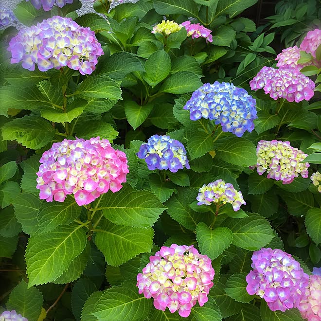 玄関/入り口/紫陽花/梅雨も近い/植物のある暮らし/毎年微妙に色が違うのも楽しみ♪...などのインテリア実例 - 2017-06-01 13:07:25