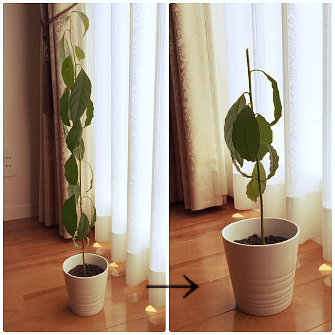摘芯 剪定 観葉植物 アボカド育ててます アボカド摘芯 などのインテリア実例 18 08 04 12 56 17 Roomclip ルームクリップ