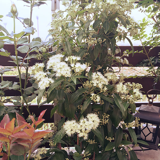 可愛いお花です/やっと咲きました/レモンマートル/植物と暮らす/ウッドデッキのある暮らし...などのインテリア実例 - 2019-07-05 06:06:35