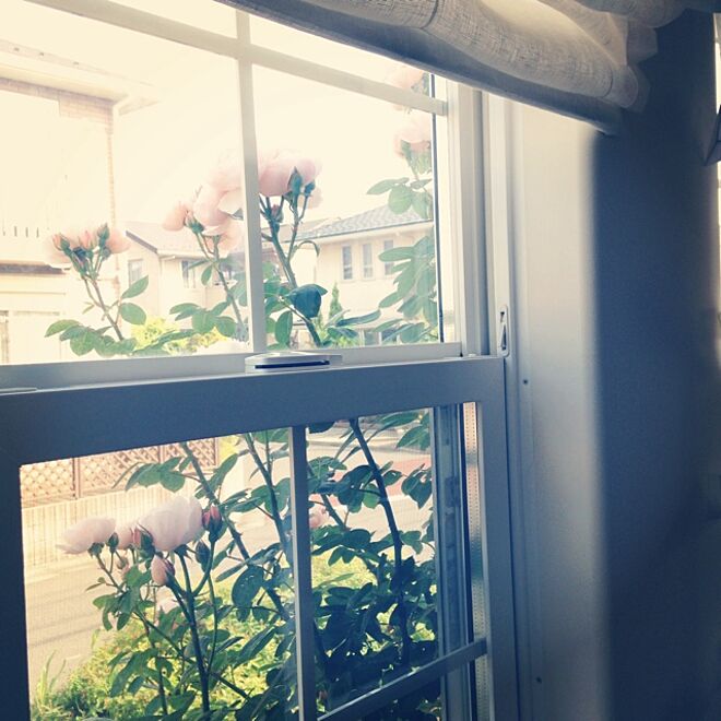 壁/天井/my room/ガーデニング/garden/植物...などのインテリア実例 - 2014-05-29 08:43:54
