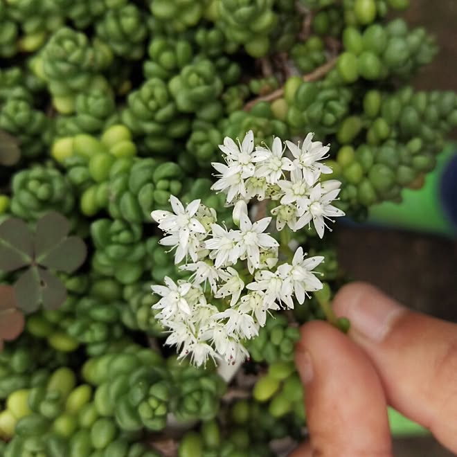 花/植物/多肉植物/サボテン/ガーデン雑貨...などのインテリア実例 - 2016-07-16 16:41:45