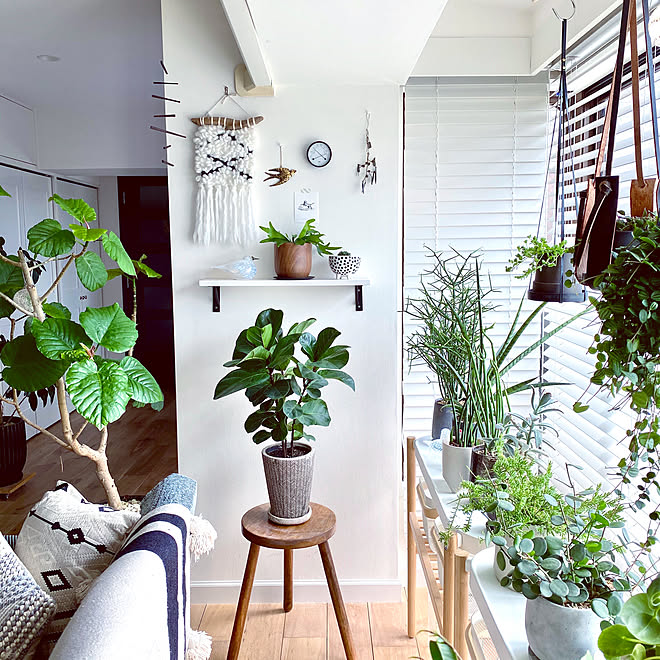 ハンギンググリーン ビカクシダ ネザーランド ビカクシダ コウモリラン 観葉植物 などのインテリア実例 09 06 23 01 37 Roomclip ルームクリップ