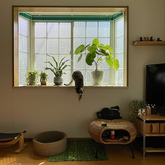 窓ガラス用目隠しシート リビングの出窓 観葉植物 紙粘土のネコ ラグ 姉 キジトラ などのインテリア実例 22 10 03 08 35 15 Roomclip ルームクリップ 窓ガラス用目隠しシート リビングの出窓 観葉植物 紙粘土のネコ ラグ 姉 キジトラ などのインテリア実例 22 10 03 08 35 15 Roomclip ルームクリップ