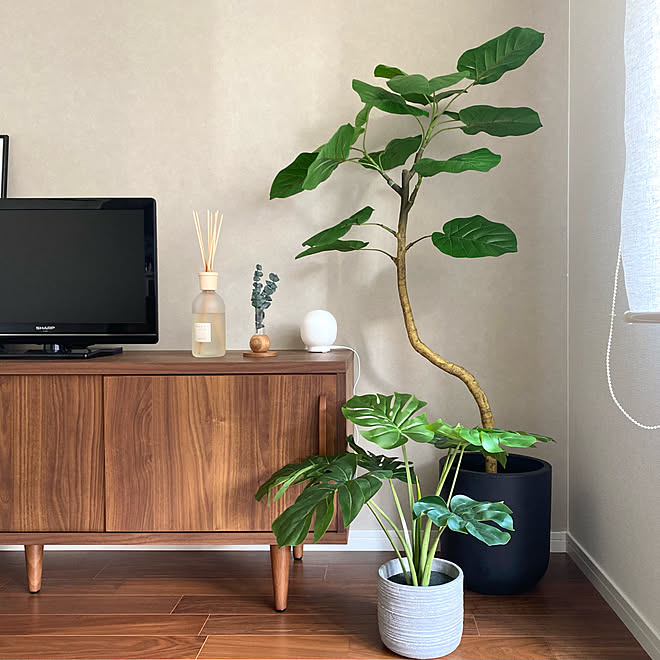 美品】ニトリ / フェイクグリーン(ウンベラータ)