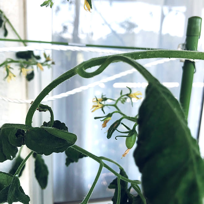 部屋全体/花がたくさん咲きました/実になりそうなミニトマト/実になりかけてる途中/つやぷるんミニゴールド栽培...などのインテリア実例 - 2023-09-14 14:31:35