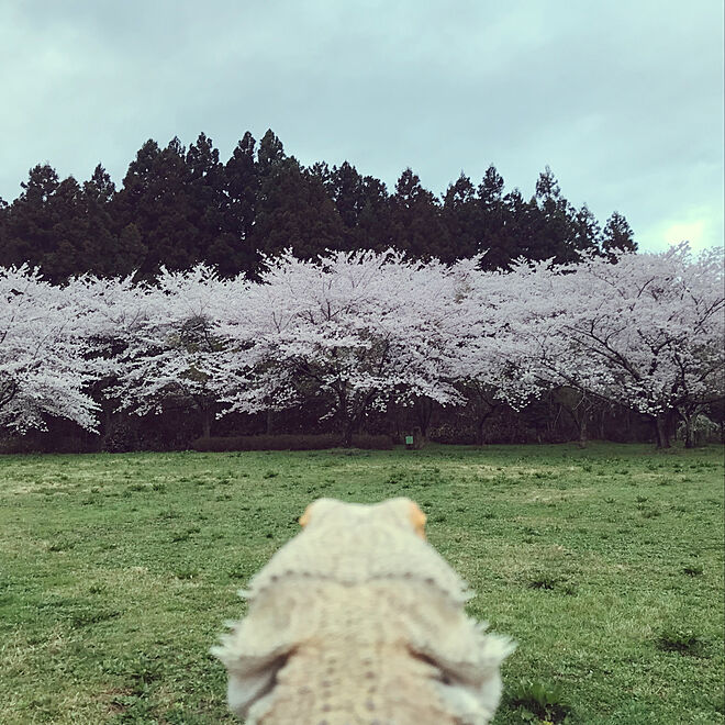 桜/フトアゴヒゲトカゲ/さくらの木のインテリア実例 - 2023-04-09 06:41:19