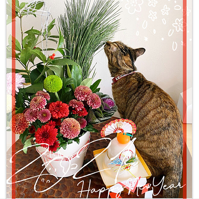 お正月インテリア/ねこのいる風景/花のある暮らし/猫と暮らす/リビングのインテリア実例 - 2021-01-01 13:53:40