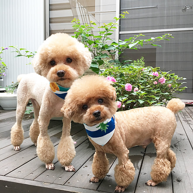 植物/植物のある暮らし/トイプードルと暮らす/ウッドデッキ/トイプードル多頭飼い...などのインテリア実例 - 2017-07-28 06:46:17