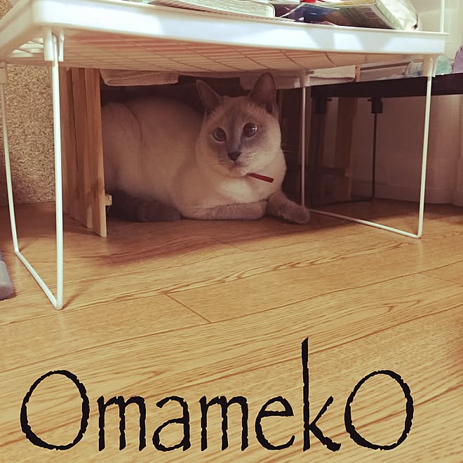 OmamekOさんの部屋