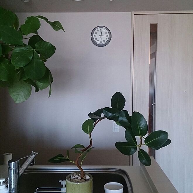 キッチン/ゴムの木/観葉植物/植物/壁掛け時計...などのインテリア実例 - 2014-11-13 12:15:51