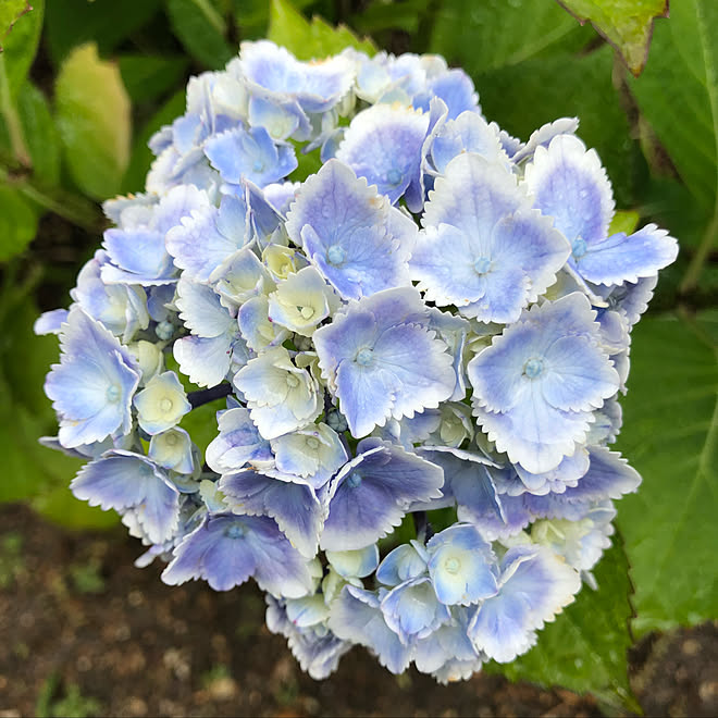 紫陽花の名前が分かりません。/紫陽花♡/いいね！ありがとうございます♪/庭のある暮らし/花のある暮らし...などのインテリア実例 - 2021-06-02 13:36:36