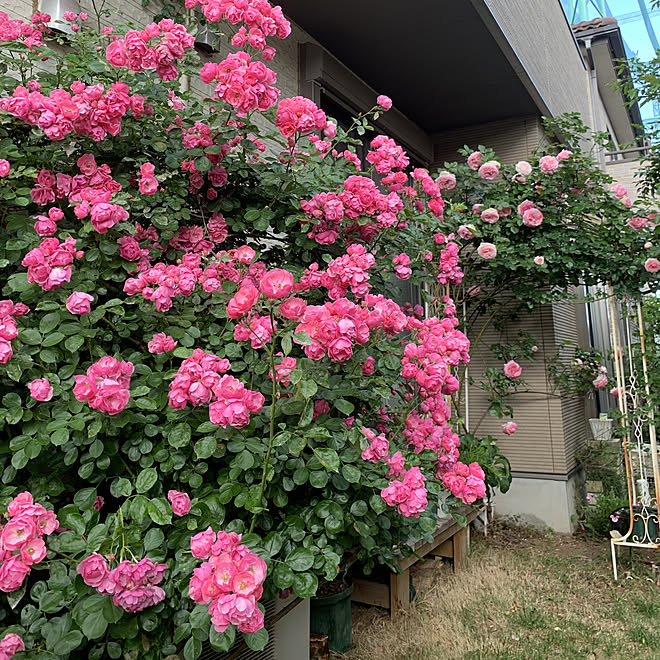 庭 ピエールドゥロンサール ピエールドロンサール 花 アンジェラ などのインテリア実例 19 05 19 16 02 18 Roomclip ルームクリップ 庭 ピエールドゥロンサール ピエールドロンサール 花 アンジェラ などのインテリア実例 19 05 19 16 02 18 Roomclip ルームクリップ